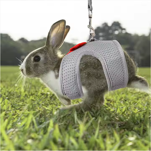 Pechera para Conejo