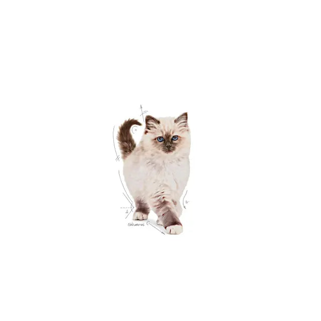 Royal Canin Kitten